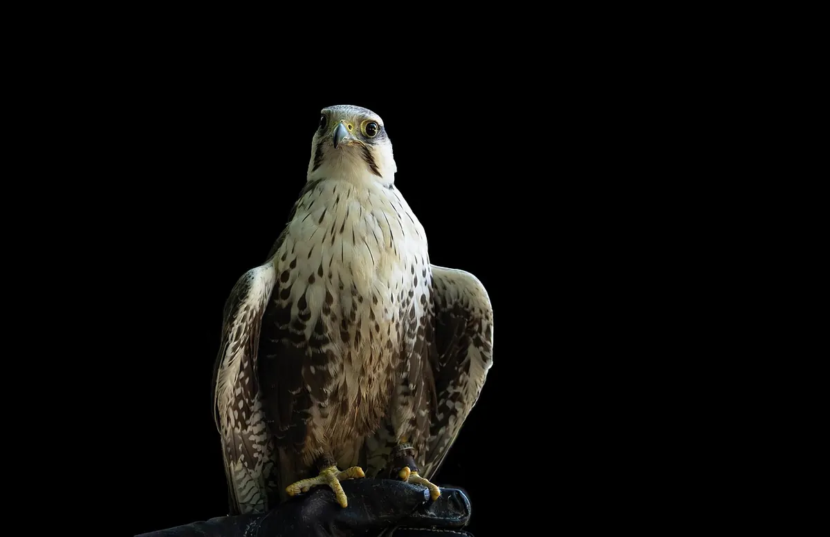 10 Common Falconry Mistakes Beginners Make (and How to Avoid Them)