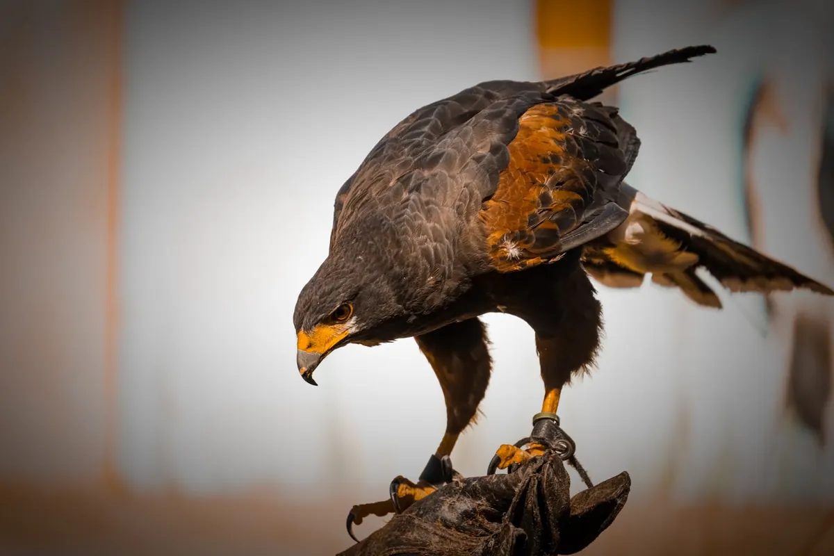 Essential Falconry Equipment for Beginners: A Complete UK Checklist