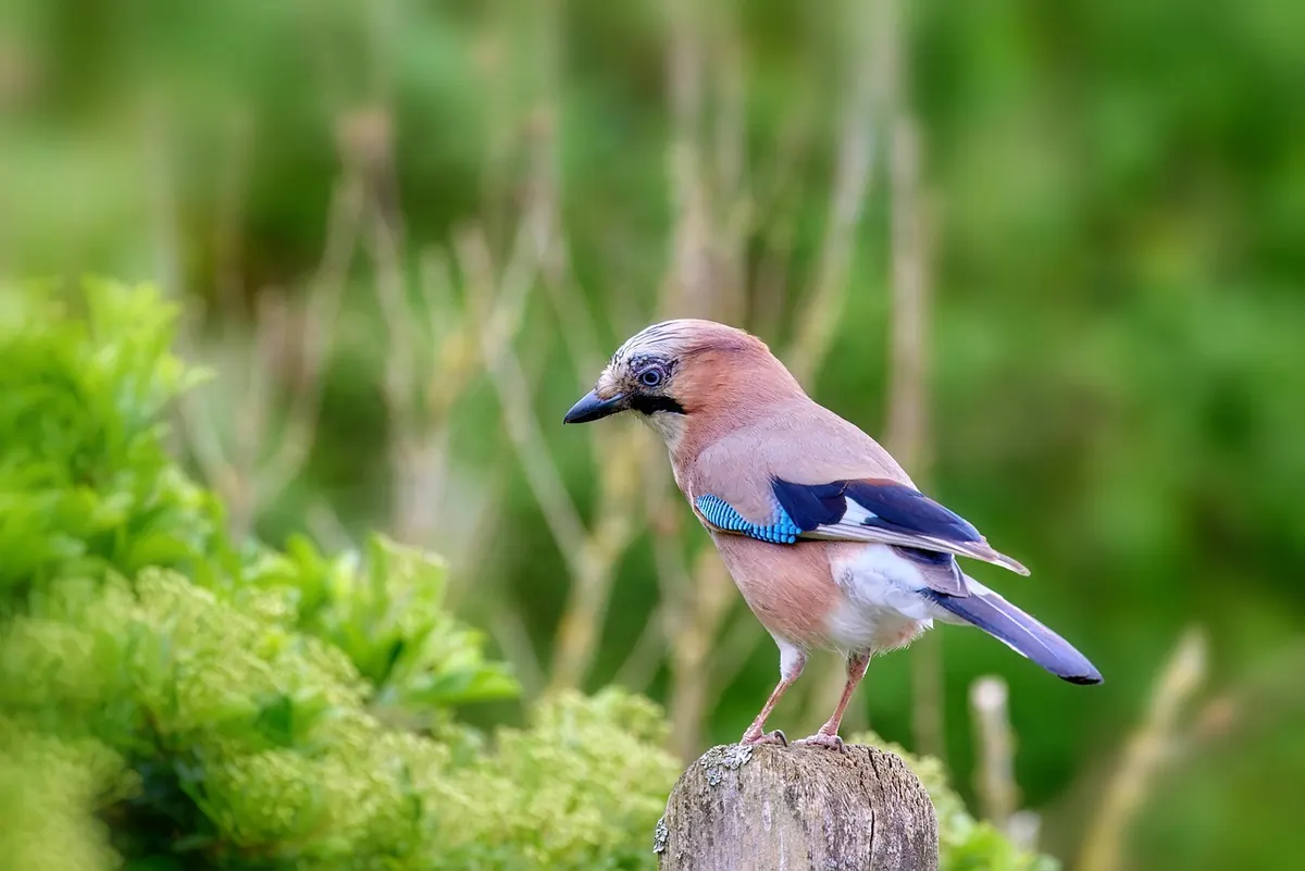 First Aid for Raptors: What to Do in an Emergency