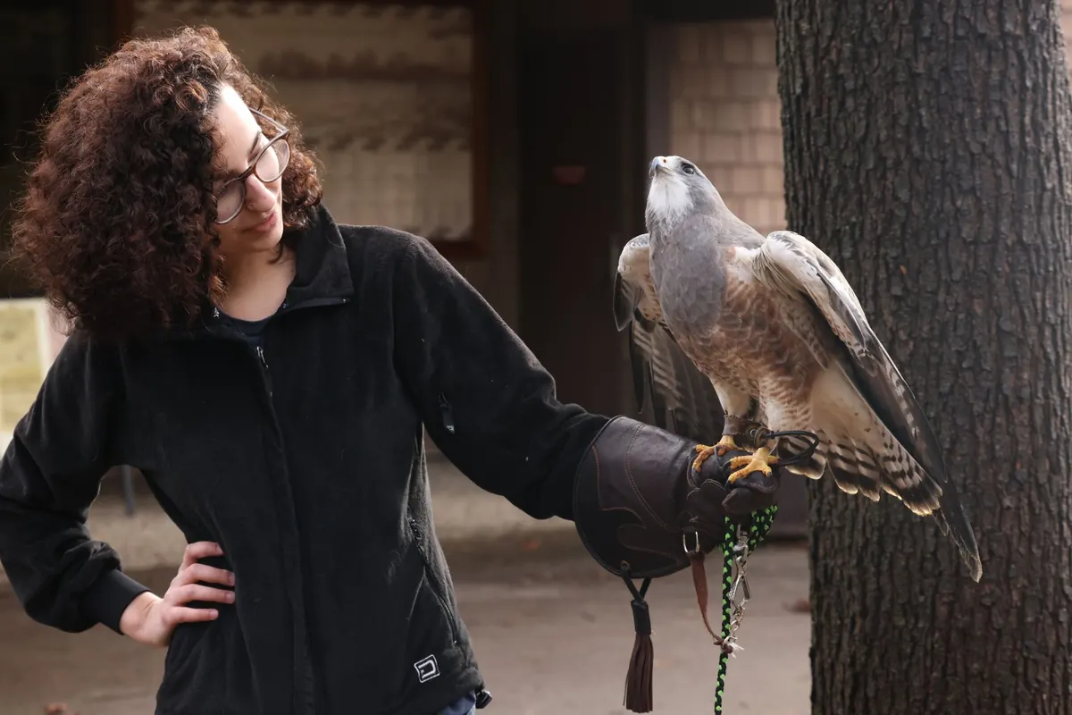 Getting Started in Falconry in the UK: A Beginner's Guide to Licences, Kit and First Steps