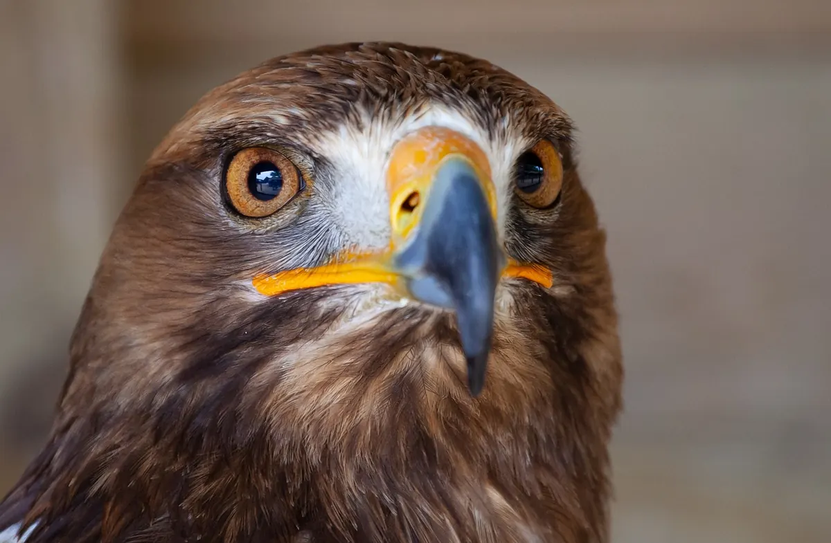 Harris's Hawk vs Red-Tailed Hawk: Which Is the Better First Bird for UK Falconry?