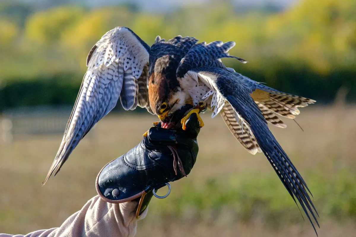 How to Man a New Hawk: Step-by-Step Taming and Socialisation
